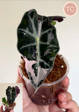 Load image into Gallery viewer, Alocasia Polly Pink en pot, feuilles vert foncé à nervures claires
