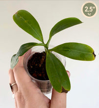 Load image into Gallery viewer, Plante carnivore Nepenthes en pot, feuilles vertes luisantes, présentée dans un petit contenant
