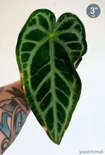Charger l'image dans la galerie, Feuille d’anthurium vert foncé aux nervures claires en forme de cœur
