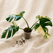 Charger l'image dans la galerie, Monstera Aurea Tricolor en pot, feuilles vertes panachées crème, tiges fines.
