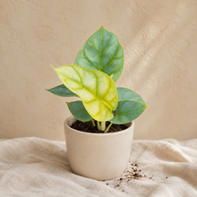 Load image into Gallery viewer, Plante d’Alocasia Dragon Gold en pot, feuilles vertes et jaune clair
