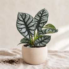 Load image into Gallery viewer, Alocasia dragon argenté : grandes feuilles vert argenté nervurées en pot beige
