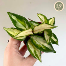 Load image into Gallery viewer, Plante d’intérieur à feuilles panachées vert et crème, tige en bouture, 2,5 po.
