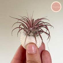 Charger l'image dans la galerie, Tillandsia ionantha en rosette violet rosé, racines blanches, tenue entre les doigts
