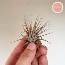 Charger l'image dans la galerie, Tillandsia ionantha en rosette beige-vert, pointes brun rouge
