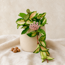 Load image into Gallery viewer, Plante grimpante en pot avec feuilles panachées vert crème et fleurs roses.
