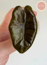 Charger l'image dans la galerie, Feuille d’Alocasia pseudosanderiana Aurea vert foncé, nervure claire au centre
