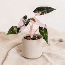 Charger l'image dans la galerie, Alocasia en pot, feuilles vert foncé panachées rose, tiges fines, pot blanc

