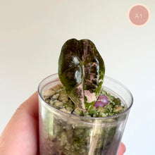 Charger l'image dans la galerie, Jeune alocasia Amazonica panachée en godet transparent, feuille vert foncé veinée
