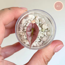 Charger l'image dans la galerie, Feuille d’Alocasia Amazonica Mint rouge en récipient avec substrat blanc
