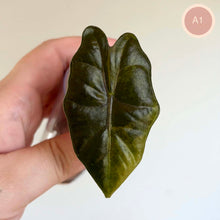 Charger l'image dans la galerie, Feuille d’Alocasia Aurea vert foncé, nervures marquées, vue rapprochée
