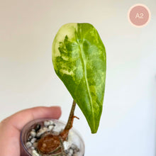 Charger l'image dans la galerie, Alocasia Longiloba Albo en godet, feuille verte pâle veinée, main tenant la plante.
