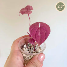 Charger l'image dans la galerie, Petite plante Dioscorea à feuilles pourpres en godet transparent avec billes blanches
