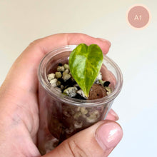 Charger l'image dans la galerie, Jeune plante Alocasia Aurea en pot transparent, feuille verte marbrée
