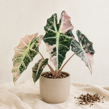 Charger l'image dans la galerie, Alocasia Amazonica panachée en pot beige, feuilles vert foncé et rose pâle, nervures nettes
