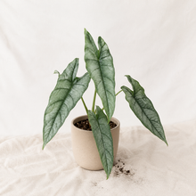 Charger l'image dans la galerie, Alocasia en pot avec grandes feuilles vert foncé allongées et nervures marquées
