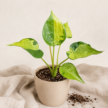Load image into Gallery viewer, Alocasia Cucullata Aurea
