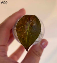 Charger l'image dans la galerie, Feuille d’Alocasia à nervures vert olive, vue rapprochée
