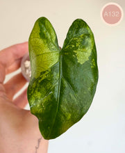 Charger l'image dans la galerie, Feuille d’Alocasia Flemingiana Albo vert foncé avec taches et veines claires

