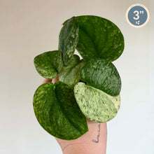 Load image into Gallery viewer, Feuillage Scindapsus Halimoon vert et crème, feuilles en forme de cœur
