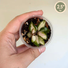 Charger l'image dans la galerie, Hoya Lacunosa Variegata 🐾

