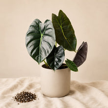Charger l'image dans la galerie, Pot en céramique avec alocasia à grandes feuilles vert foncé et nervures claires
