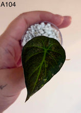 Charger l'image dans la galerie, Feuille d’Alocasia Regal Shield Albo vert foncé veiné de clair, forme en flèche.
