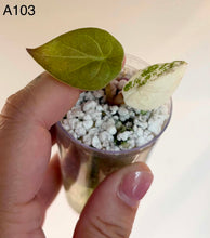 Charger l'image dans la galerie, Alocasia en pot : deux feuilles, vert et blanc crème tachetés, substrat clair
