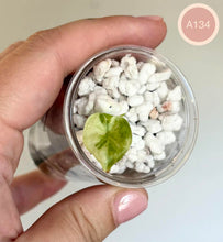 Charger l'image dans la galerie, Bouture d’alocasia à feuille vert clair, en pot transparent avec substrat blanc.
