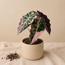 Load image into Gallery viewer, Plante d'Alocasia Polly Pink en pot, feuilles roses et vert foncé nervurées
