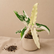 Charger l'image dans la galerie, Alocasia Lauterbachiana blanche en pot, grandes feuilles panachées vert et blanc
