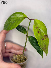 Load image into Gallery viewer, Plante Hoya Coriacea Splash à feuilles vertes tachetées, tige en pot, vue rapprochée
