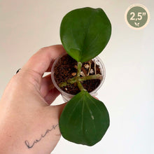 Charger l'image dans la galerie, Plante en pot Hoya Subquintuplinervis 🐾 avec deux feuilles vert foncé
