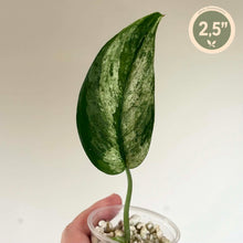 Load image into Gallery viewer, Feuille verte panachée de Scindapsus Jade Satin Marble en pot transparent
