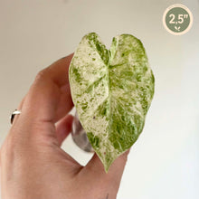 Load image into Gallery viewer, Feuille d’alocasia camouflage vert clair veinée, grande forme de cœur et lobes
