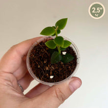 Charger l'image dans la galerie, Hoya Chinghungensis en petit pot rond transparent, tiges vertes et feuilles épaisses
