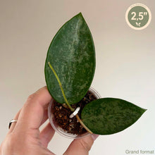 Load image into Gallery viewer, Plante Hoya en pot, feuilles vertes tachetées, deux feuilles en forme de goutte, 2,5 pouces
