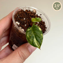 Charger l'image dans la galerie, Philodendron Brandtianum variegata en pot transparent, feuilles vertes panachées
