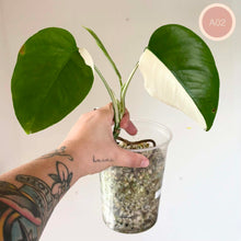 Load image into Gallery viewer, Monstera Albo en pot, grandes feuilles vertes panachées de blanc
