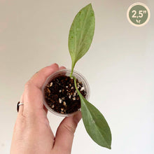 Load image into Gallery viewer, Plante Hoya Ghost de Nouvelle-Guinée en petit pot, feuilles vertes en forme de lanières
