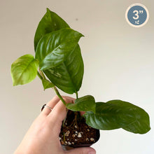 Load image into Gallery viewer, Plante en pot Rhaphidophora puberula Variegata, feuilles vertes panachées
