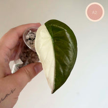 Load image into Gallery viewer, Feuille d’Alocasia vert foncé et blanc crème, tenue près de substrat et billes
