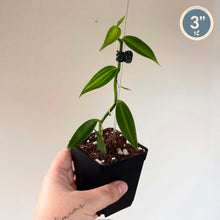 Load image into Gallery viewer, Plante de vanille planifolia panachée, tige grimpante et feuilles vertes en pot
