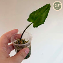 Charger l'image dans la galerie, Plante Ledebouria Petiolata en godet, feuille vert foncé et tige fine
