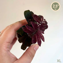 Load image into Gallery viewer, Accessoire de cheveux fleur en tissu bordeaux et vert foncé, pétales et feuilles
