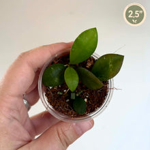 Charger l'image dans la galerie, Plante en pot Hoya Sipitangensis, feuilles vertes épaisses dans pot transparent
