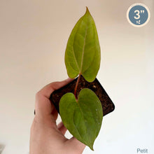 Load image into Gallery viewer, Anthurium Papillilaminum Fort Sherman X BVEP en pot, feuilles vertes en forme de cœur.
