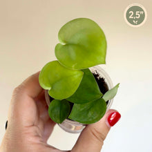 Load image into Gallery viewer, Scindapsus Jade Satin
