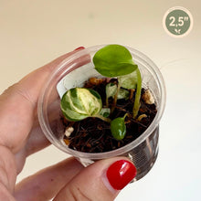 Charger l'image dans la galerie, Pothos Manjula
