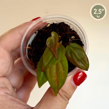 Charger l'image dans la galerie, Philodendron Micans
